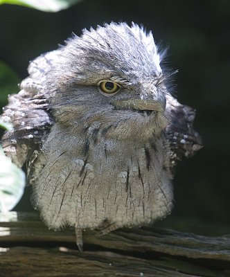 Tawny Frogmouth