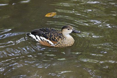 Wandering Whisling Duck