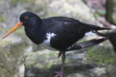 Australian Pied Oystercatcher