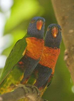 Lorikeets