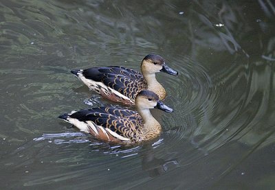 Wandering Whisling Ducks