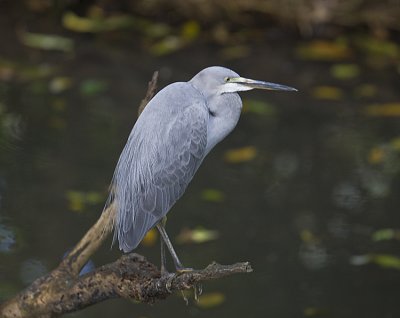 White-faced Heron