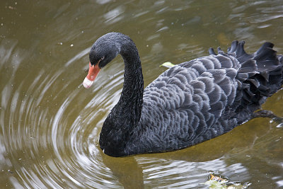 Black Swans