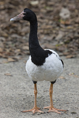 Magpie Goose