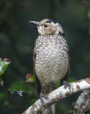 Regent Bowerbird,female