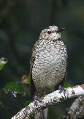 Regent Bowerbird,female