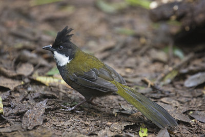 Whipbird