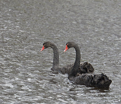 Black Swans
