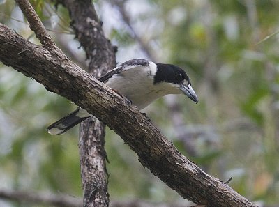 Black-backed Butcherbird