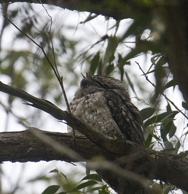 Tawny Frogmouth eating an insect