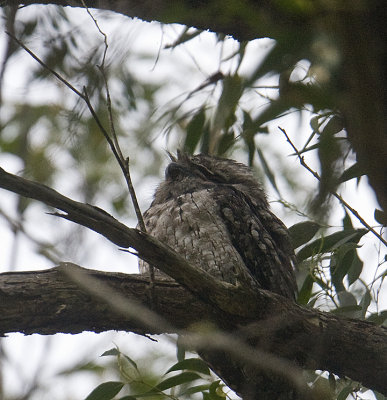 Tawny Frogmouth