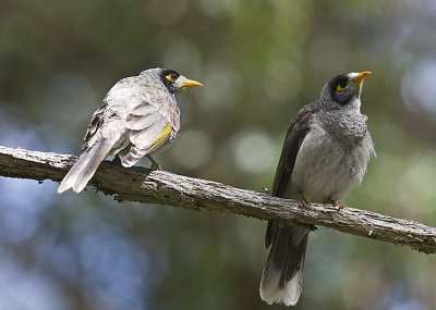 Noisy Miner