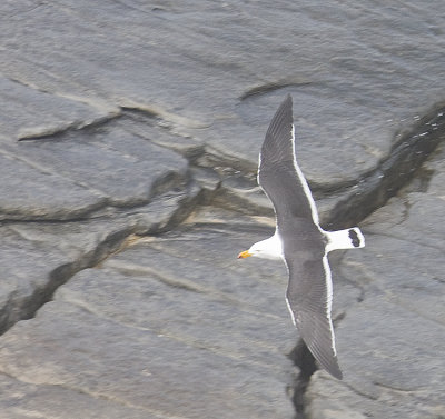 Kelp Gull