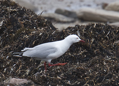 Silver Gull