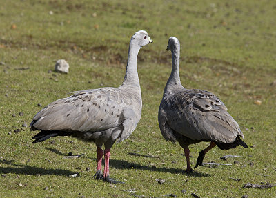 Cape Barren Geese