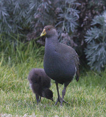 Tasmanian Native Hen