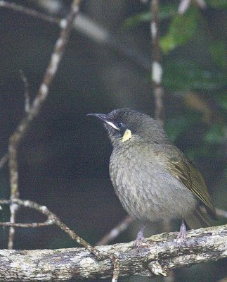 Lewin's Honeyeater