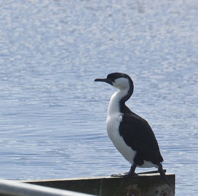 Black-faced Cormorant