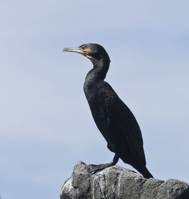 Great Cormorant