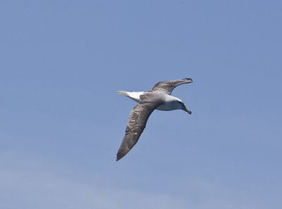 Shy Albatross