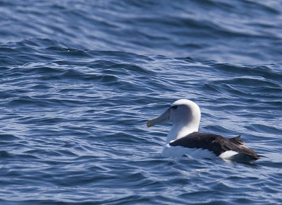 Shy Albatross