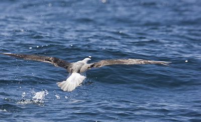 Shy Albatross