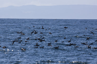 Short-tailed Shearwaters