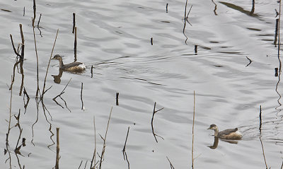 Australasian Grebes