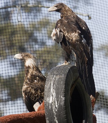 Wedged-tailed Eagles