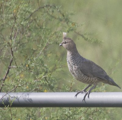 Scaled Quail