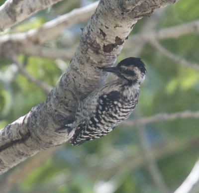 Ladder-backed Woodpecker