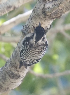 Ladder-backed Woodpecker