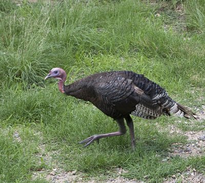 Wild Turkey