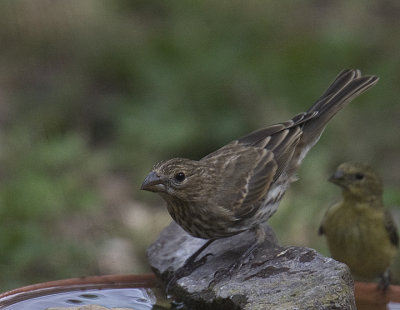 Blue Grosbeak,female