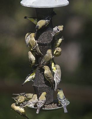 Lesser Goldfinchs at the feeder