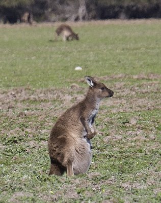 Red-necked Wallaby