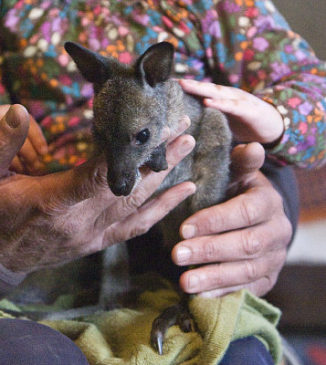 Kangaroo Baby being reared in private home