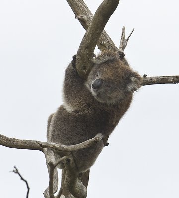 Koala and Wombat