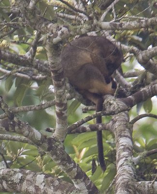 Lumholz'sTree Kangaroo