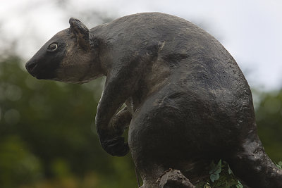 Tree Kangaroo sign