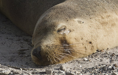 Australia Fur Seals