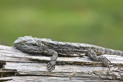 Bearded Dragon