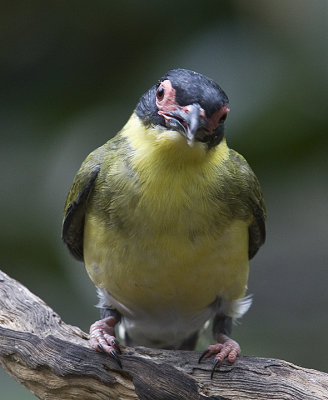 Australian Figbird
