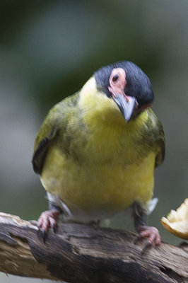 Australian Figbird