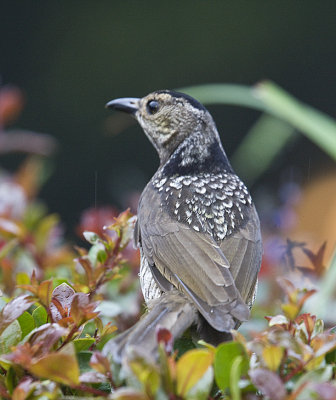 Regent Bowerbird,female