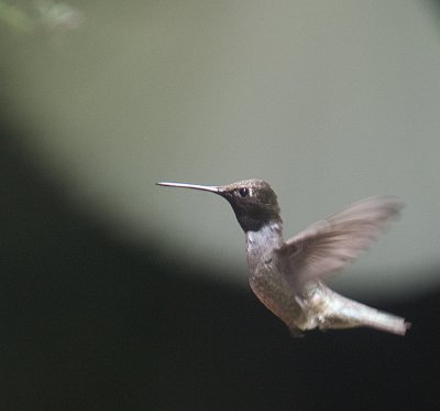 Black-chinned Hummingbirds