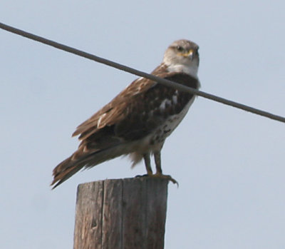 Ferriginous Hawk