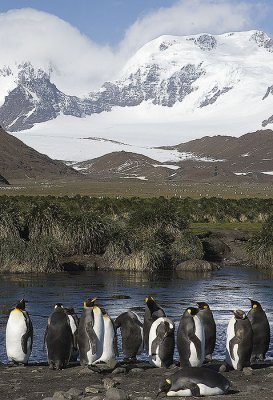 King penguins in front of a mountain