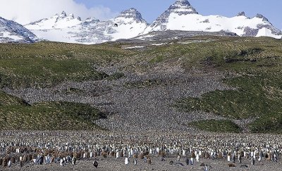 Second largest King Penguin colony in the world