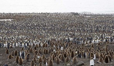 A small portion of the largest colony of King penguins in the world